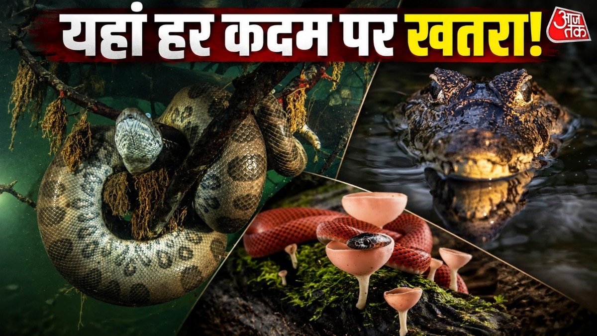 पैंटानल दक्षिण अमेरिका का बहुत बड़ा दलदली इलाका है. (Photo: Getty)