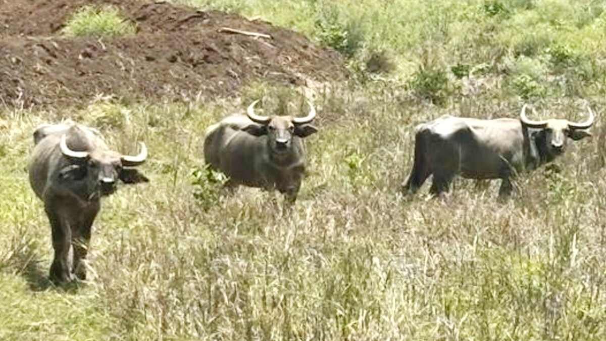 Bandhavgarh