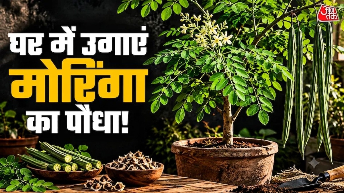 मोरिंगा का पौधा डंठल से उगाना भी बहुत आसान है. (Photo: ITG)