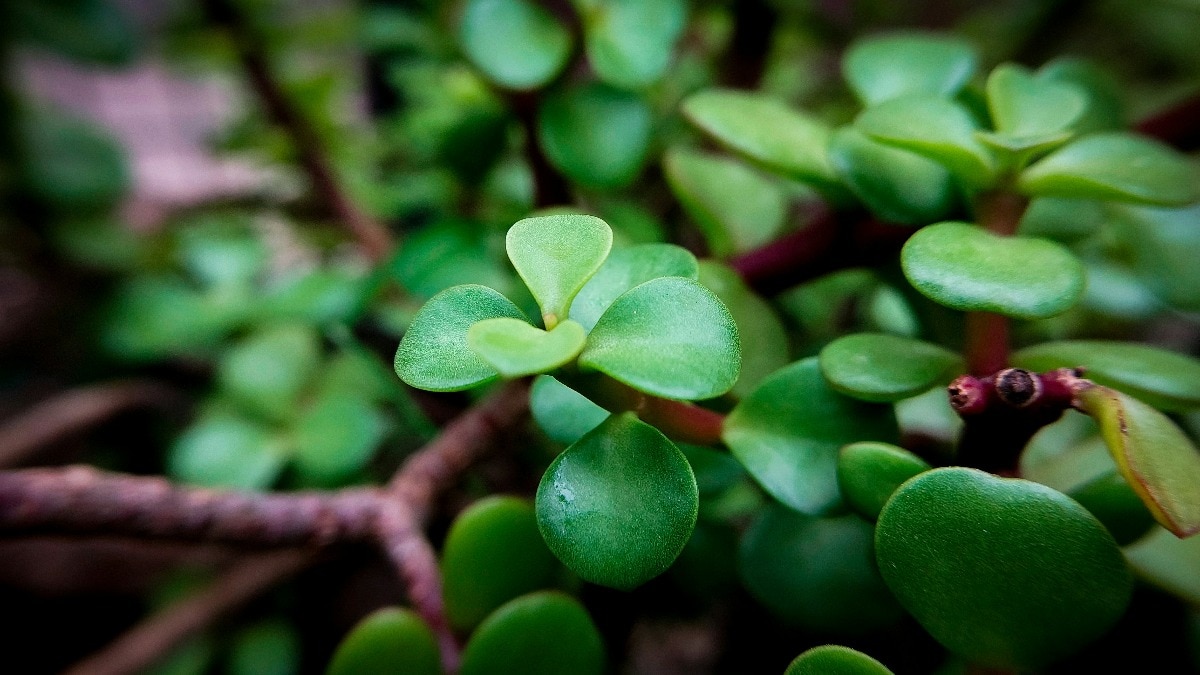 Plant Vastu Tips: घर में इस दिशा में लगाएं फ्रेंडशिप ट्री, तेजी से खींचा चला आएगा पैसा!