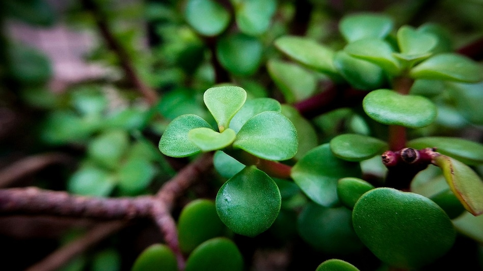 Советы по васту: куда поставить растение Jade Plant для привлечения денег и удачи
