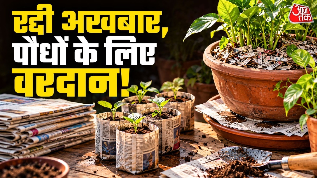 पुराना अखबार पौधों के लिए काम की चीज साबित हो सकता है. (Photo: ITG)