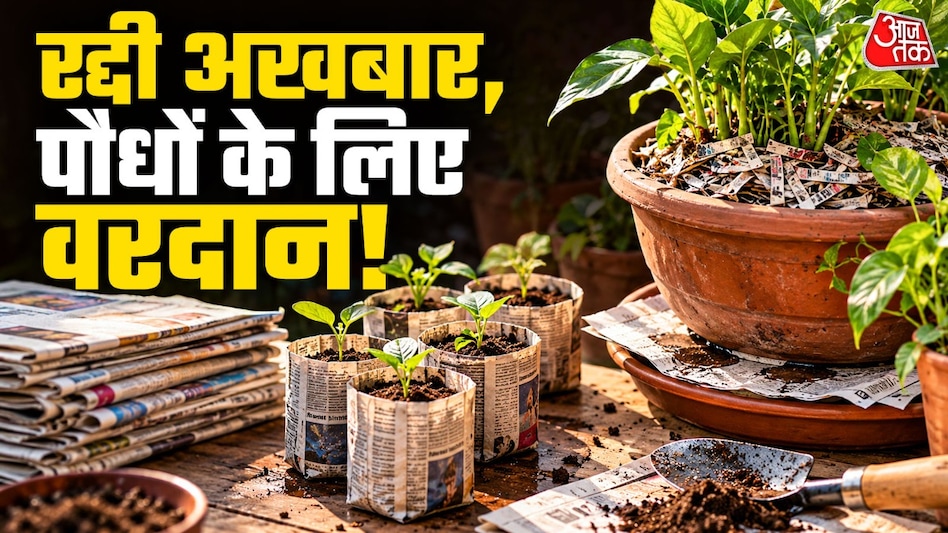 पुराना अखबार पौधों के लिए काम की चीज साबित हो सकता है. (Photo: ITG) पुराना अखबार पौधों के लिए काम की चीज साबित हो सकता है. (Photo: ITG)