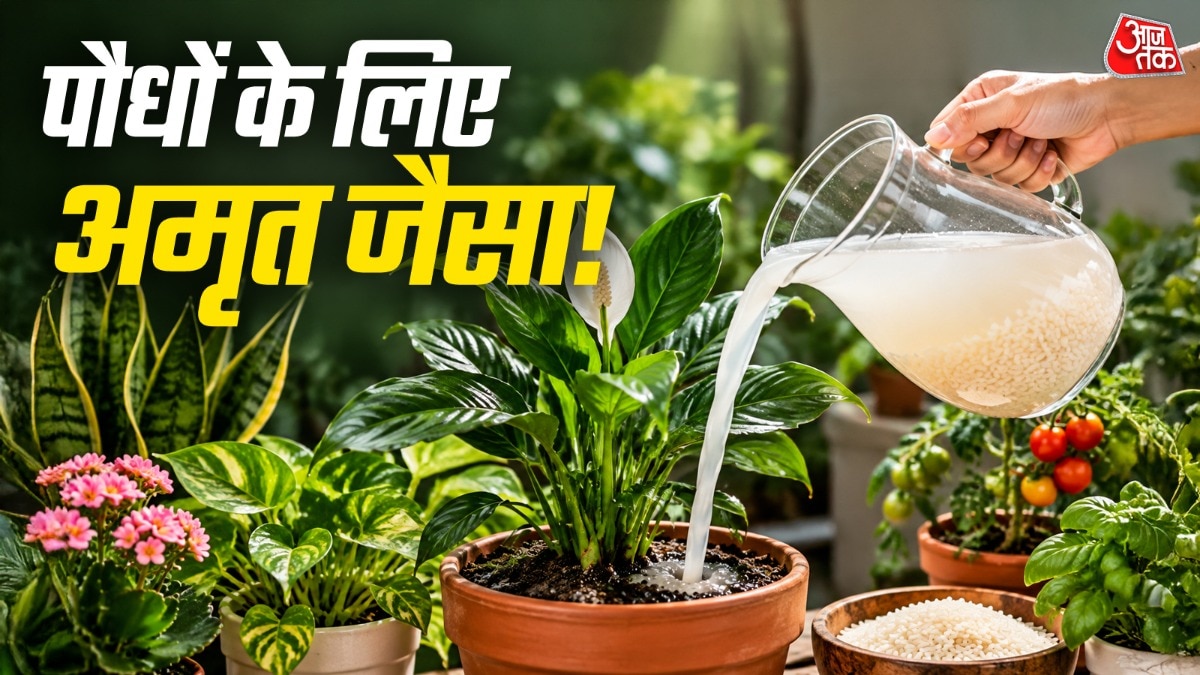 चावल का पानी पौधों में डालने से पहले ये देख लें कि उसमें किसी तरह का कोई मसाला ना हो. (Photo: ITG)