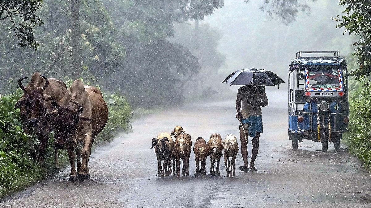 पश्चिम बंगाल के नादिया में बारिश के बीच अपने मवेशियों को लेकर जाता चरवाहा. (Photo: PTI)