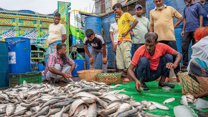 बांग्लादेशी मछुआरे नीलामी के लिए पकड़ी गई ताजा हिल्सा मछली तैयार करते हुए. (File Photo-Getty)