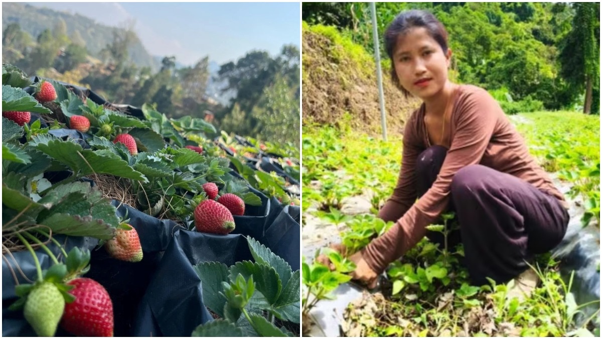ZT Lalrithangi, a strawberry grower from Sangau village in south Mizoram’s Lawngtlai district