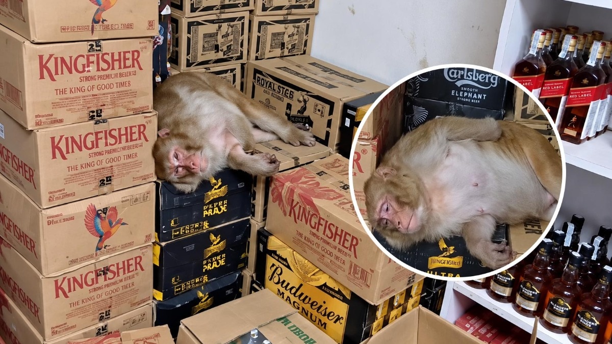 Ranchi Monkey enter Wine Shop Drinks Alcohol and sleep 