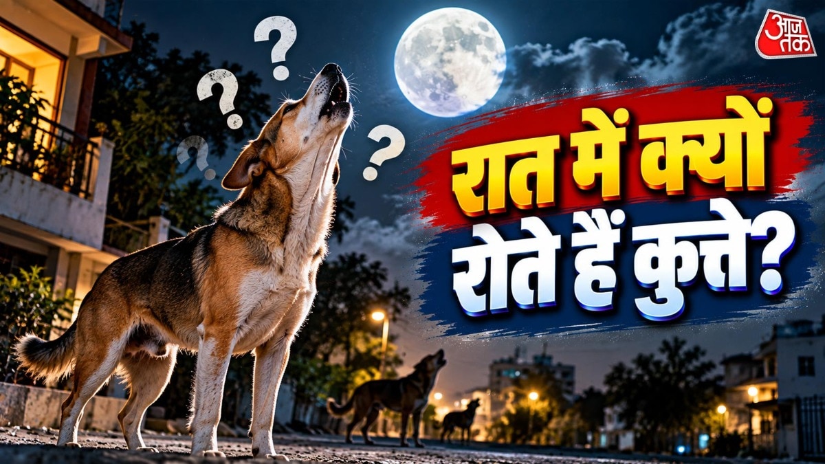 अगर रात में कुत्ता रोने या हूकने जैसी आवाज निकालता है तो सबसे पहले आसपास के माहौल पर ध्यान दें. ( Photo: ITG)