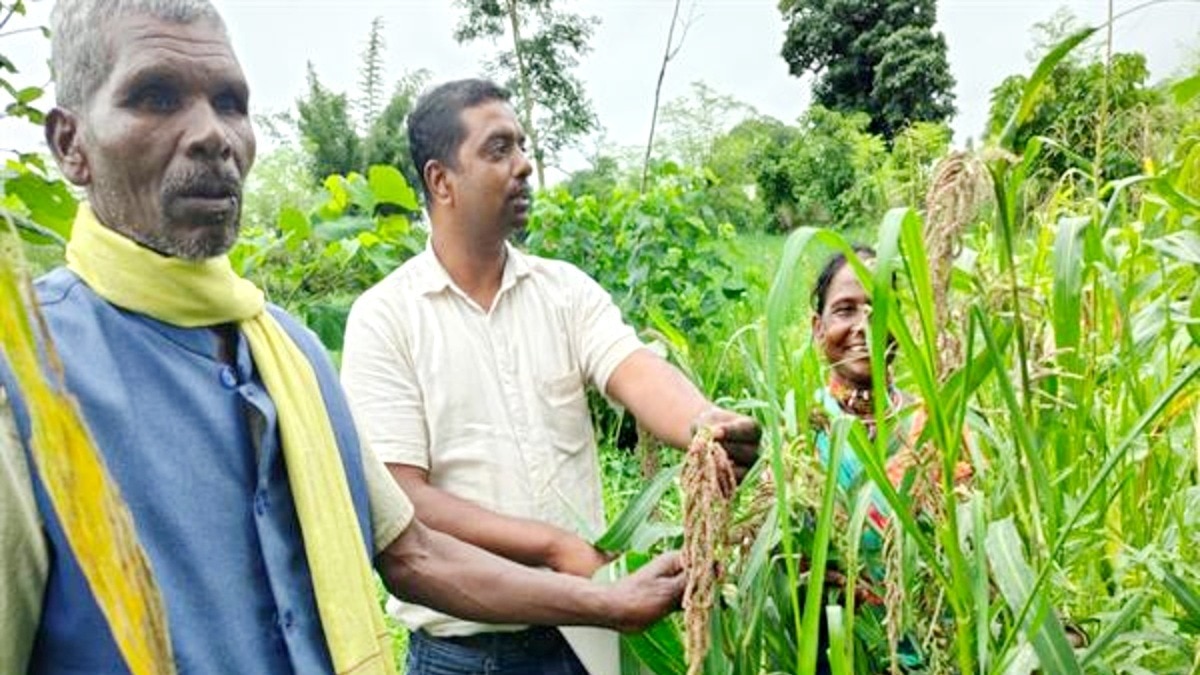 हाइब्रिड के दौर में सहेजी देसी अनाज की विरासत… मध्य प्रदेश के इन किसानों ने बनाया अनूठा ‘बीज बैंक’ – shahdol majhgawan tribal farmers indigenous seed conservation deshi grain tradition lcln