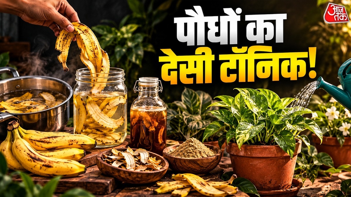 केले के छिलकों की मदद से लिक्विड फर्टिलाइजर भी बनाया जा सकता है. (Photo: ITG)