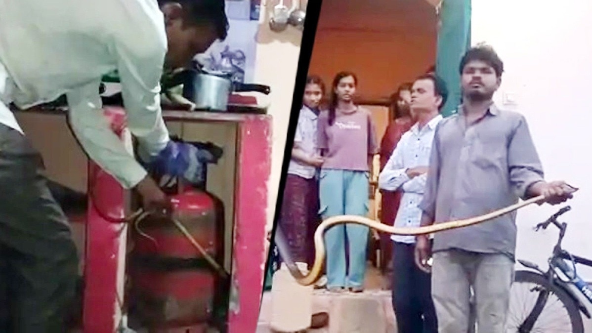 सागर के रुसल्ला में 8 फीट लंबे सांप को कड़ी मशक्कत के बाद पकड़ा.(Photo:ITG)