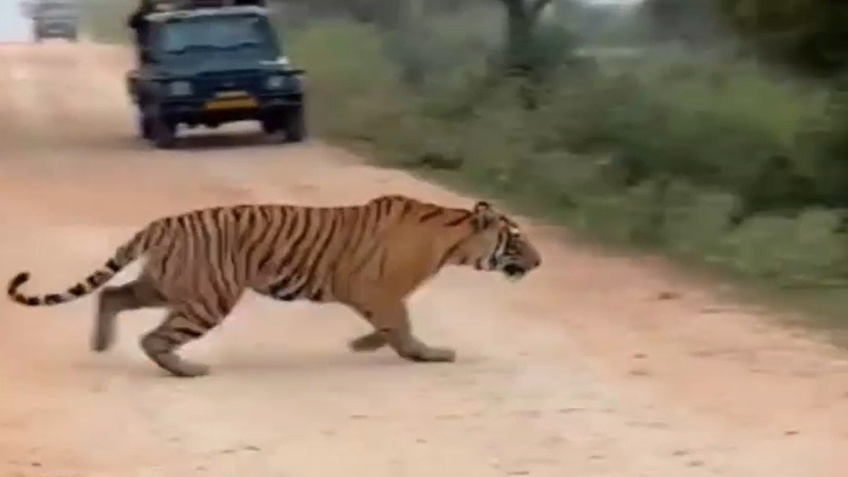 सरिस्का और रणथंभौर में अक्टूबर की सफारी पहले ही हुई फुल. (Photo: Screengrab)