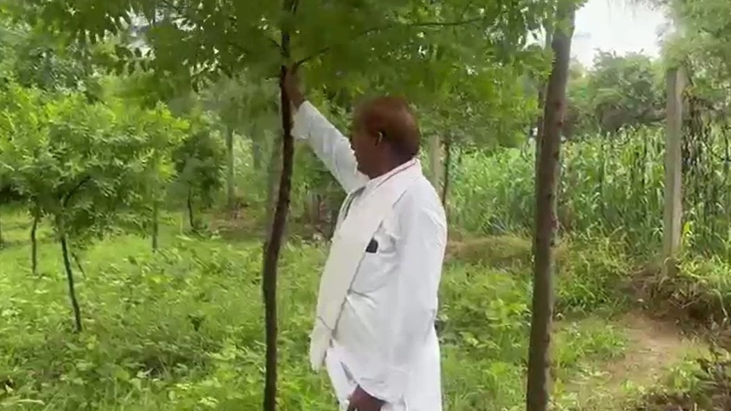 अब तक 10 हजार से ज्यादा हो गई है चंदन के पौधों की संख्या. (Photo: Screengrabs)