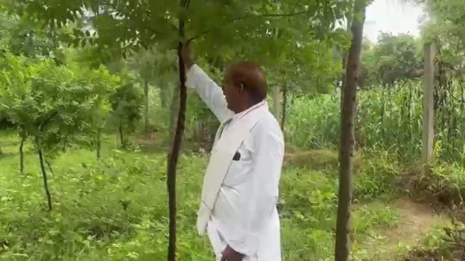Sândalo é cultivado em Rajastão usando métodos científicos de preparação de mudas