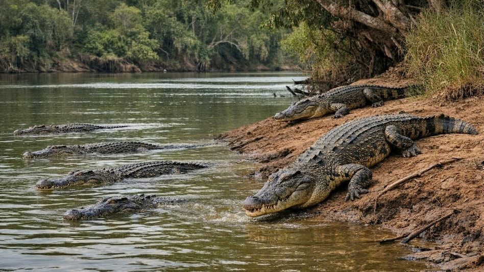 Rio Mary na Austrália é conhecido pela alta concentração de crocodilos, fazendo com que as pessoas temam se aproximar dele