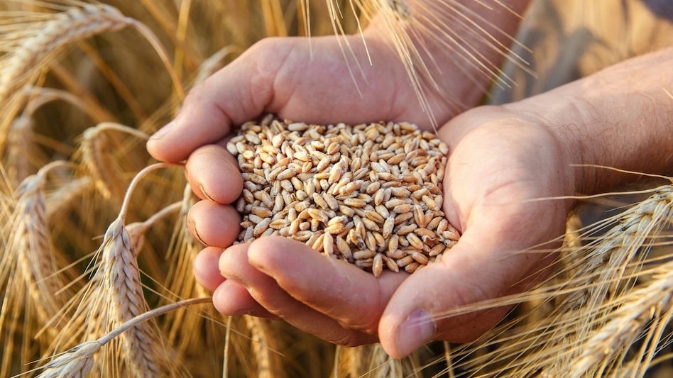 Government may raise Minimum Support Price (MSP) for six winter crops