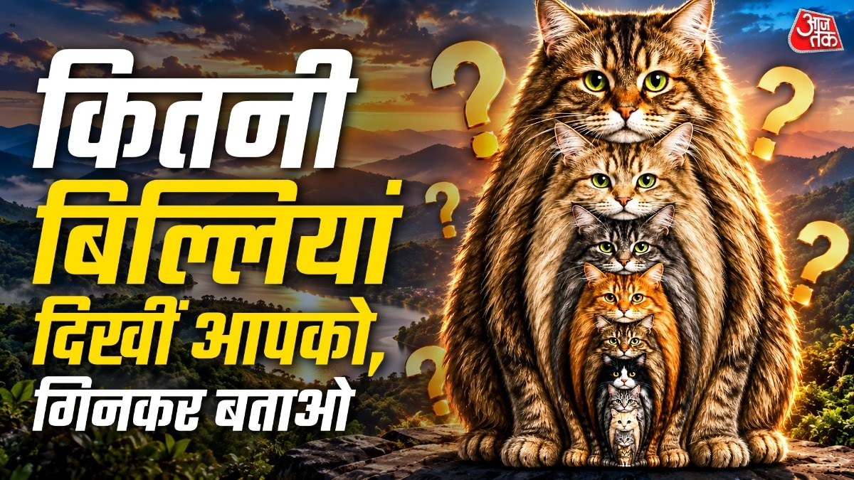 क्या आप सभी बिल्लियों को गिन सकते हैं? ( Photo: Pinterest)