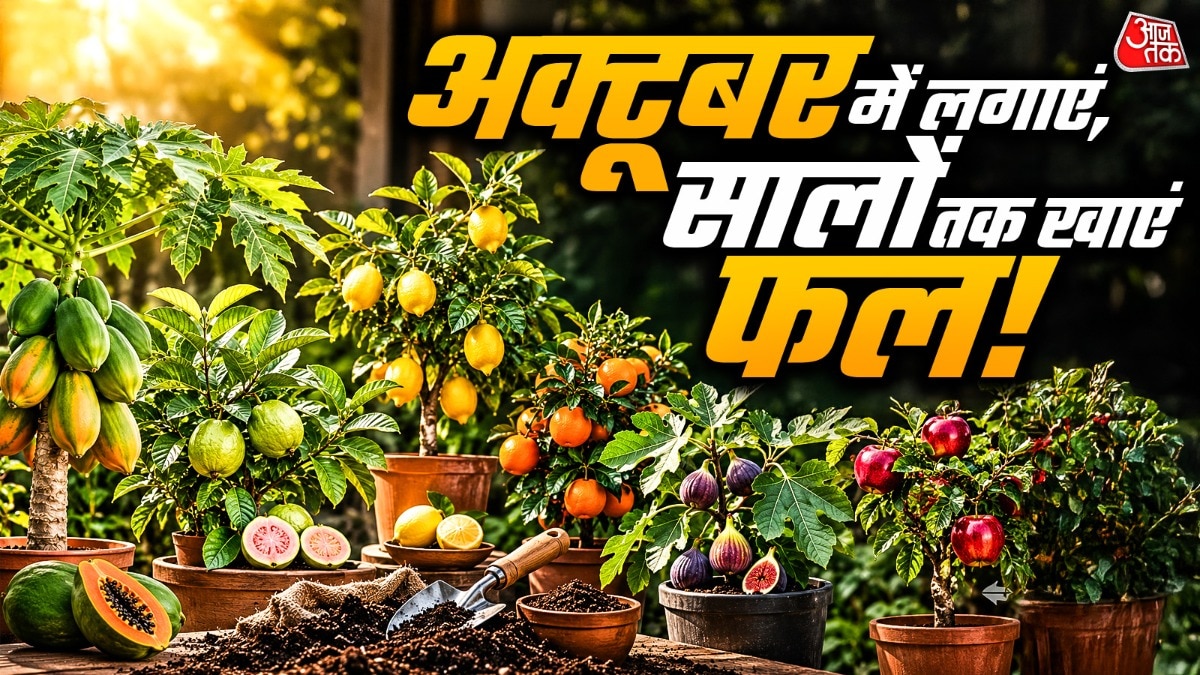 अक्टूबर में पपीता और अमरूद जैसे पौधे लगाने अच्छे होते हैं. (Photo: ITG)
