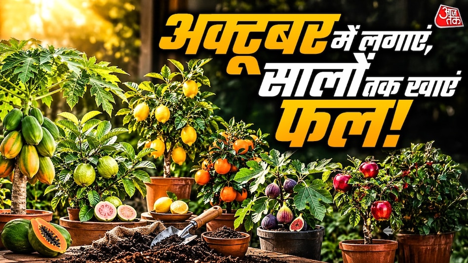 How to turn a balcony into a fruit garden: 5 plants you can plant in October
