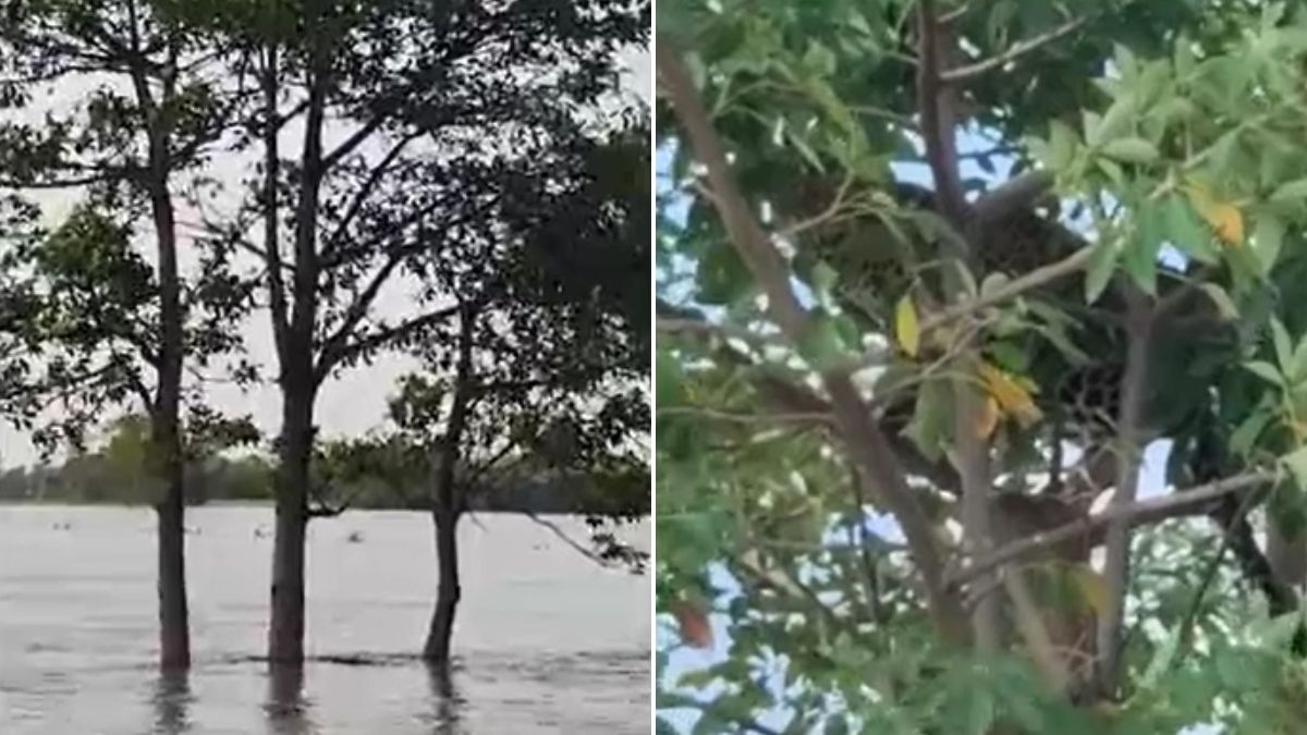 चारों तरफ बाढ़ के बीच पेड़ पर चढ़ा तेंदुआ. (Photo: Screengrab)