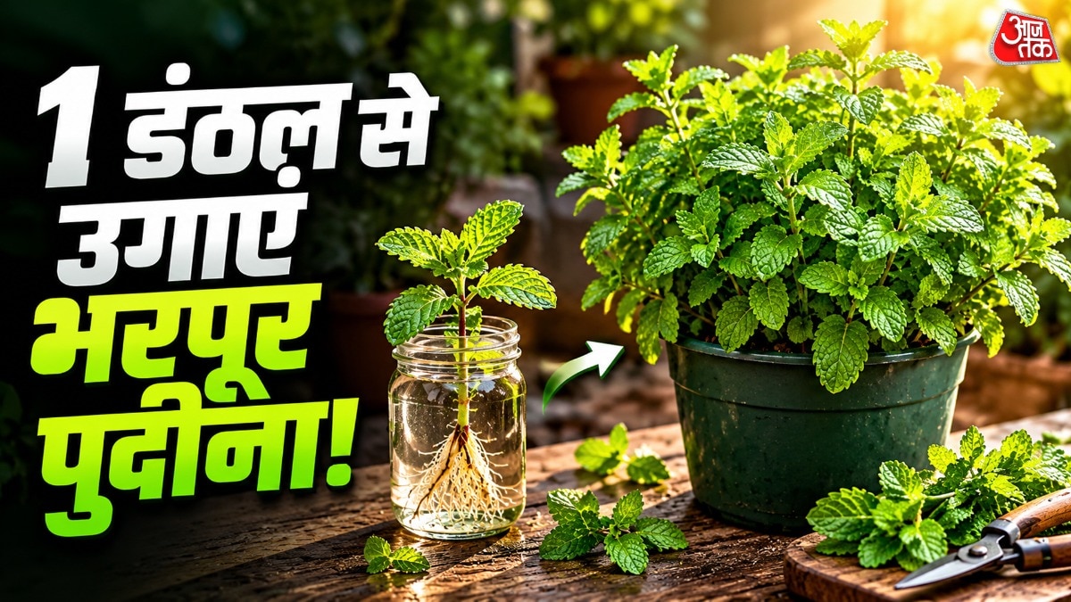 पुदीना का पौधा उगाने के लिए आपको डंठल को पहले पानी में भिगोना होता है. (Photo: ITG)