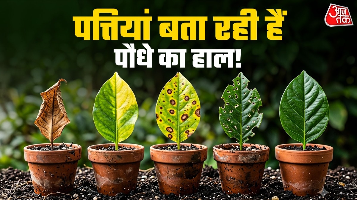 पीली पड़ती पत्ती देखकर उसमें सीधा पानी डालने की जरूरत नहीं है. (Photo: ITG)