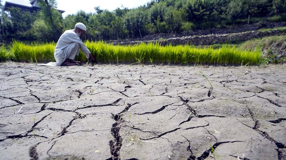 Quarto pior monção desde 2001: 80% da colheita destruída em Maharashtra devido à falta de chuva