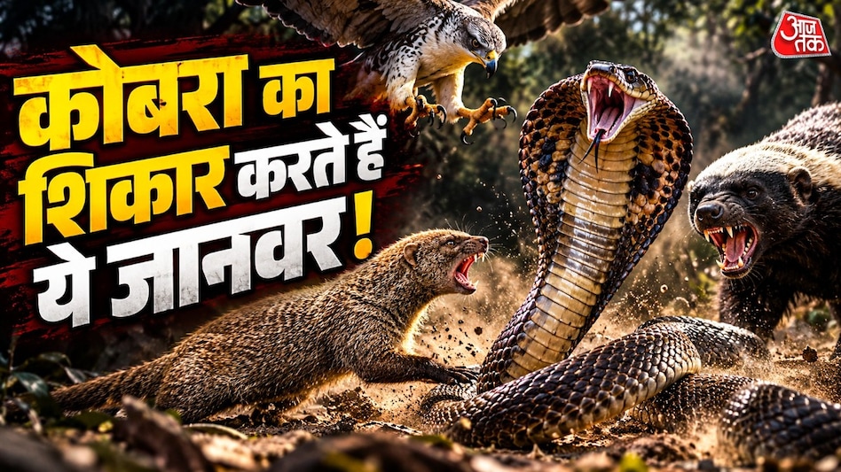सांपों का शिकार करने वाले जानवर जो कोबरा पर हमला कर सकते हैं और जहर का विरोध कर सकते हैं