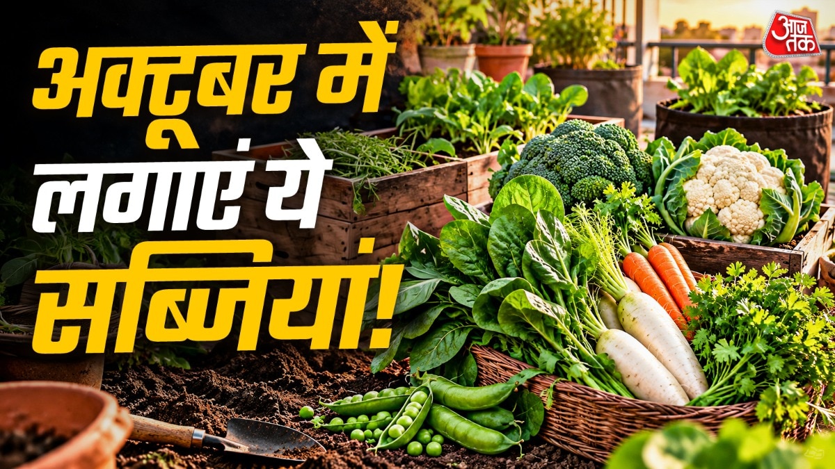 ऑक्टूबर में मूली, मटर से लेकर गाजर और फूलगोभी तक लगाना अच्छा रहता है. (Photo: ITG)