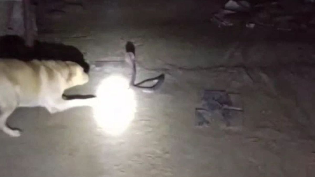 घर में घुसा 5 फीट का ब्लैक कोबरा, सामने खड़ा हो गया लैब्राडोर... सांप से भिड़ा और खदेड़कर ही माना, Video