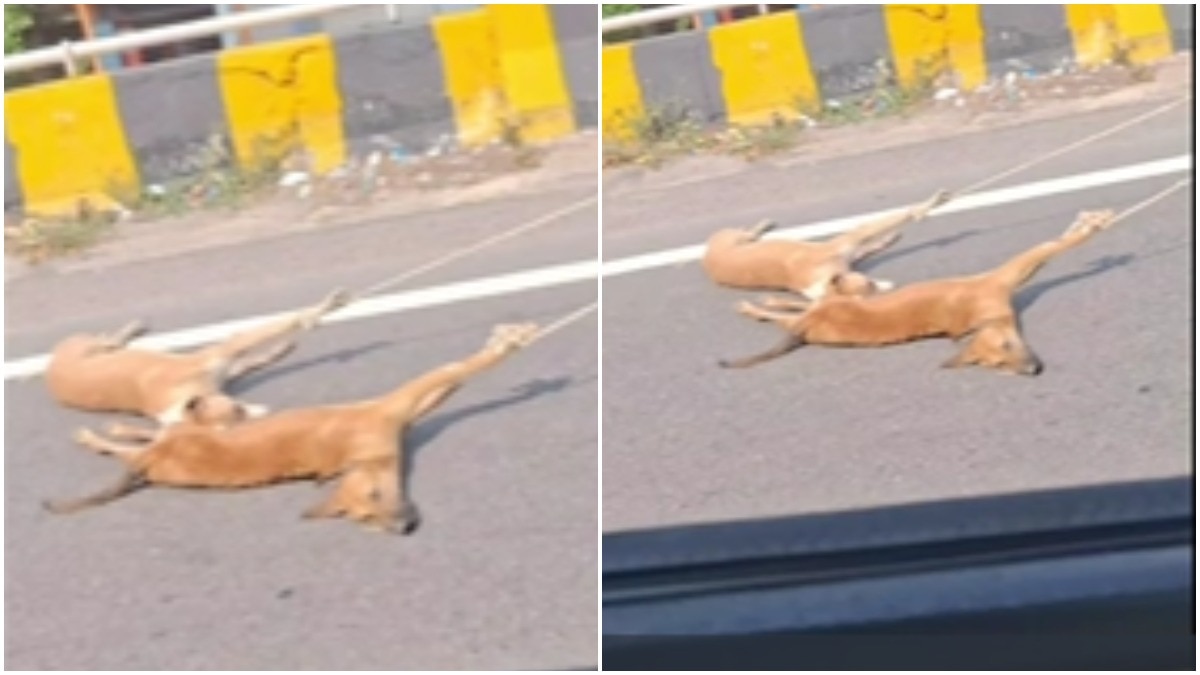 ड्राइवर सस्पेंड और 2 बर्खास्त.(Photo: Screengrab)