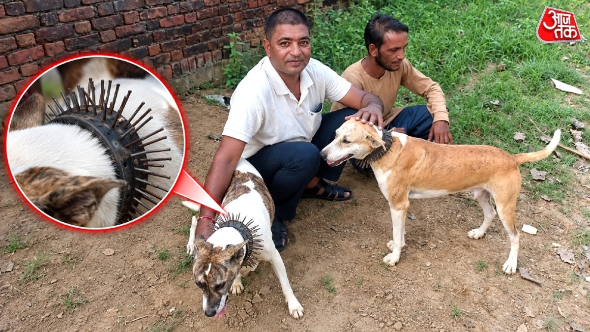  गुलदार के खौफ के बीच नुकीली कीलों वाली बेल्ट का देसी जुगाड़.(Photo:ITG)
