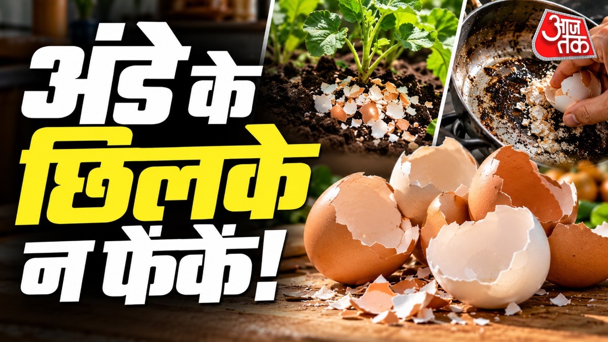 अंडे के छिलकों का पाउडर बनाकर आप अपने पातलू जानवरों को पोषण दे सकते हैं. (Photo: ITG)