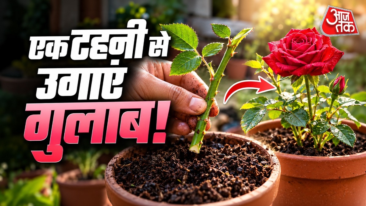 गुलाब की कलम से पौधा उगाने के लिए मिट्टी भुरभुरी होनी चाहिए. (Photo: ITG)