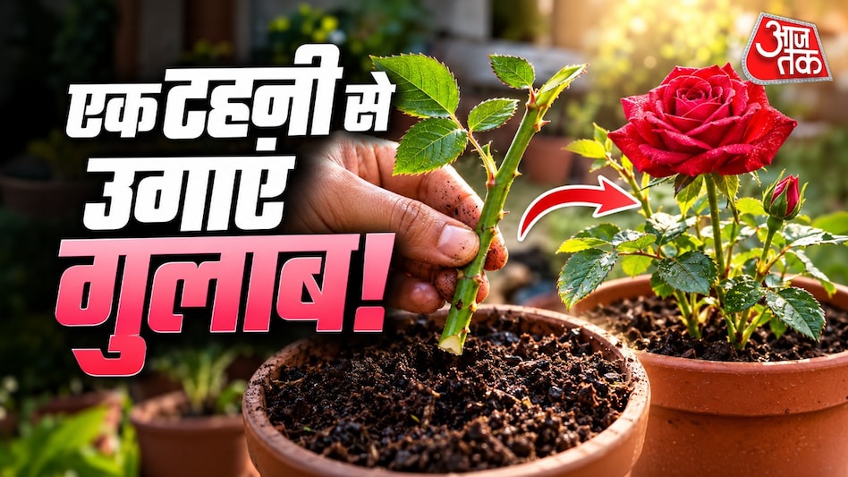 गुलाब लगाने का सबसे अच्छा समय: एक टहनी से पौधे को आसानी से कैसे उगाएं ताकि बालकनी 1-2 महीनों में फूलों से भर जाए
