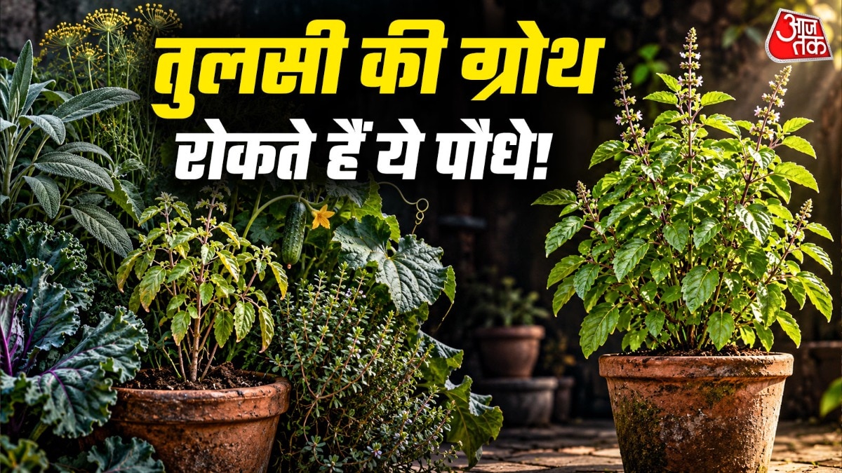 तुलसी के पौधे के पास पत्तागोभी या केल लगाने से नुकसान हो सकता है. (Photo: ITG)