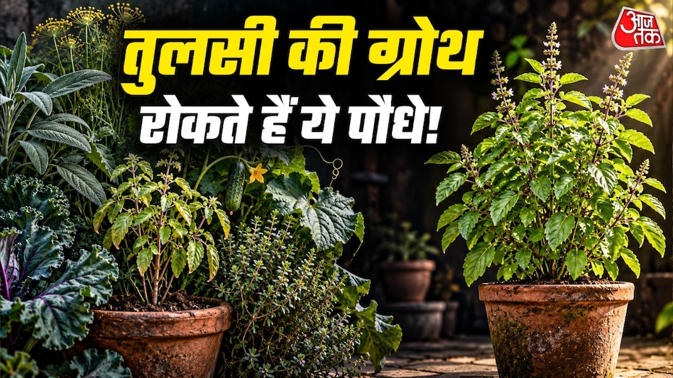 इन 5 पौधों को तुलसी के पास नहीं लगाना चाहिए, क्योंकि इससे विकास धीमा हो सकता है और पत्तियों का मुरझाना हो सकता है