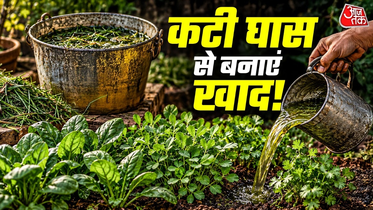 गार्डन की कटाई में निकली घास को आप पानी में मिलाकर ऑर्गेनिक खाद बना सकते हैं. (Photo: ITG)