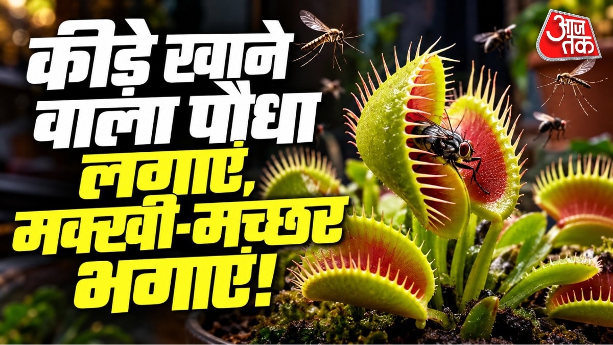 वीनस फ्लाईट्रैप नल का पानी देने से खराब हो जाता है. (Photo: ITG)