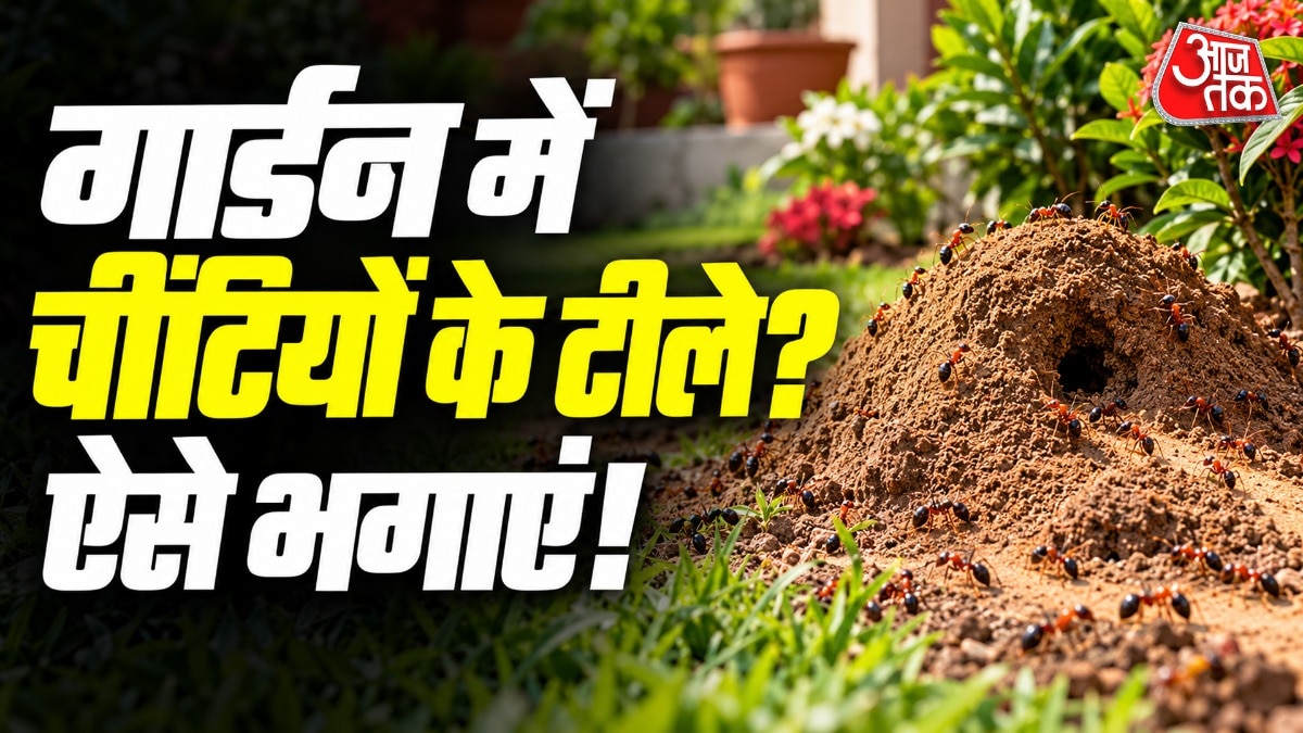 गार्डन में चींटियां मिट्टी को खोदकर अपना घर बना लेती हैं. (Photo: ITG)