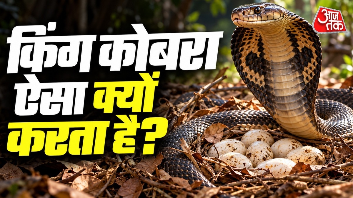 रिपोर्ट के मुताबिक, मादा किंग कोबरा एक बार में करीब 15 से 40 अंडे तक दे सकती है. ( Photo: ITG)