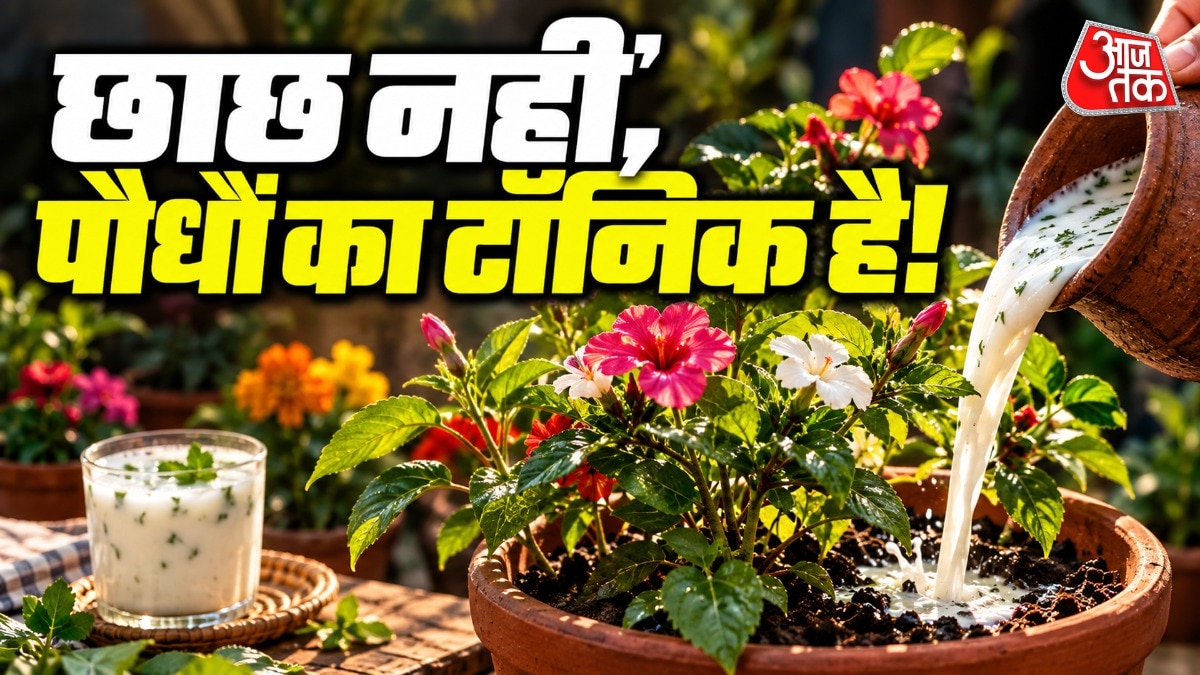 छाछ को पौधों के लिए इस्तेमाल करने के लिए उसे पतला करना जरूरी है. (Photo: ITG)