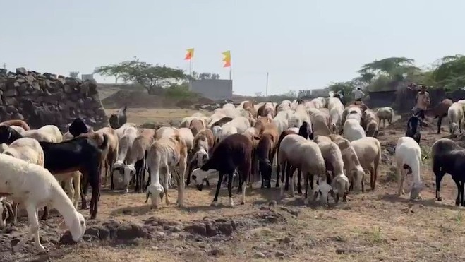 बीड में भेड़-बकरियों के लिए हरा और सूखा चारा मिलना मुश्किल हो गया है (Photo: ITG)