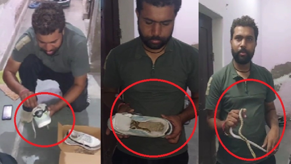 जूते के अंदर छुपकर बैठा था 2 फीट लंबा सांप, देखते ही युवक के उड़ गए होश- VIDEO