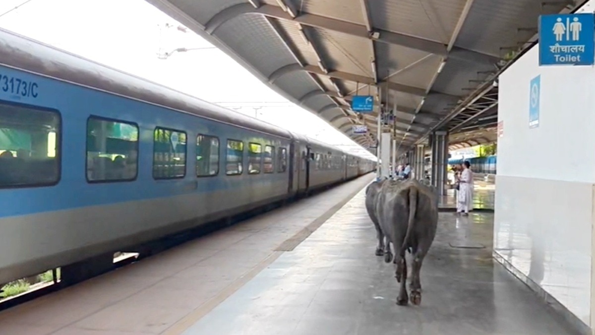 आउटर खुला रहने की वजह से प्लेटफॉर्म पर पहुंचीं भैंसें.(Photo:ITG)