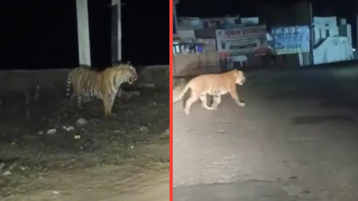 रात को सड़क पर मूवमेंट करता दिखा टाइगर, लोगों ने रोके वाहन, प्रशासन ने बंद किया अलवर-जयपुर सड़क मार्ग – rajasthan tiger enters sariska alwar jaipur road closed ntc amkr रात को सड़क पर मूवमेंट करता दिखा टाइगर, लोगों ने रोके वाहन, प्रशासन ने बंद किया अलवर-जयपुर सड़क मार्ग – rajasthan tiger enters sariska alwar jaipur road closed ntc amkr