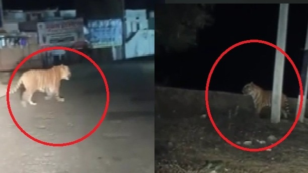 बीच सड़क जंगल से निकलकर आया बाघ. (Photo: Screengrabs)
