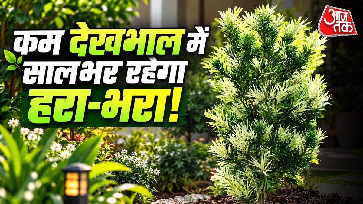 ये पौधा बिना रोजाना पानी दिए भी हरा बना रहता है. (Photo: ITG)