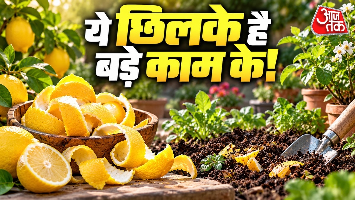 नींबू के छिलके चींटियों को पौधों से दूर रखते हैं. (Photo: ITG)